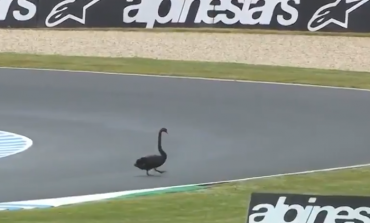 Hanya di Australia, Tonton Video Hewan-hewan Lewat di Sirkuit Phillip Island